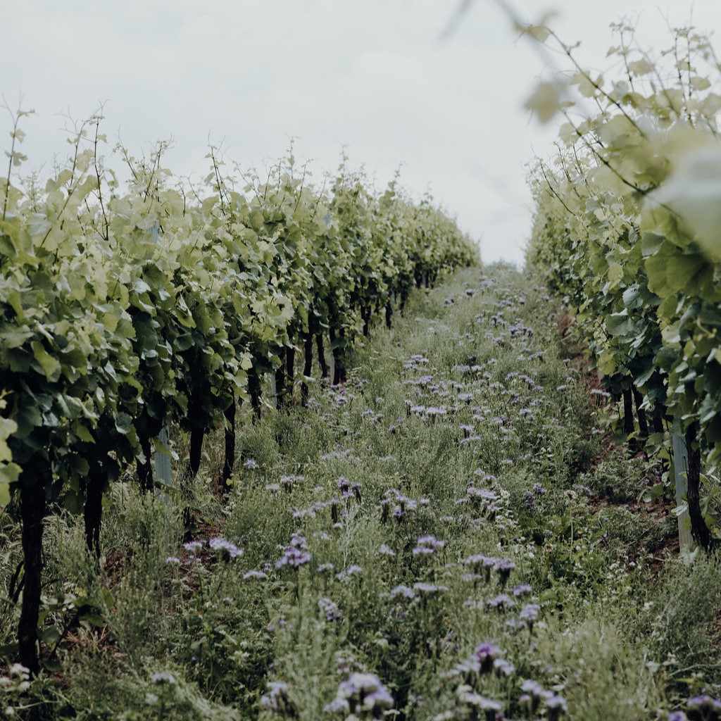 naturwein biowein